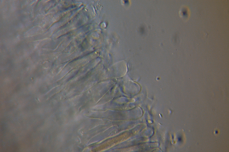 Stereum? (Stereum gausapatum)